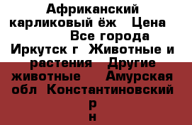 Африканский карликовый ёж › Цена ­ 6 000 - Все города, Иркутск г. Животные и растения » Другие животные   . Амурская обл.,Константиновский р-н